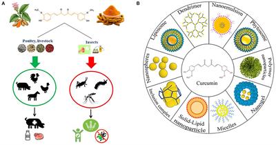 The impact of curcumin on livestock and poultry animal's performance and management of insect pests